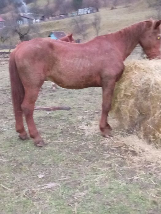 Vând cal sau schimb