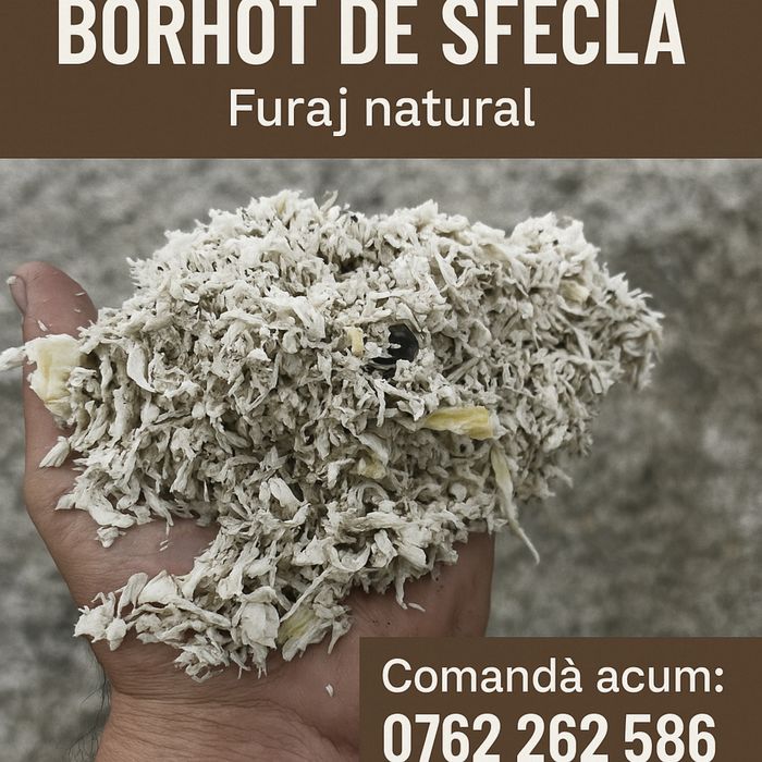 Borhot de sfecla direct de la banda