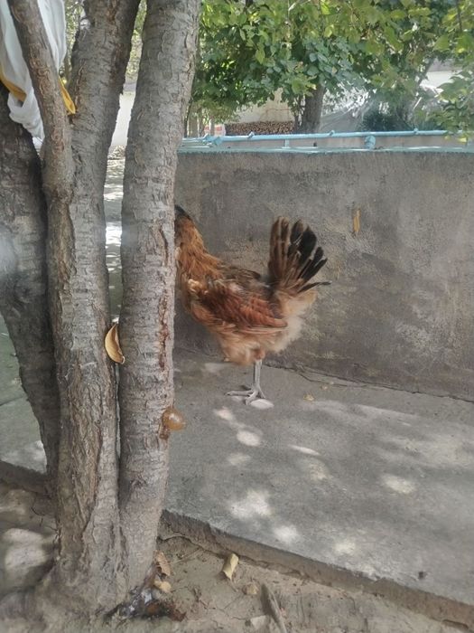 Tovuqlar sotladi товуклар