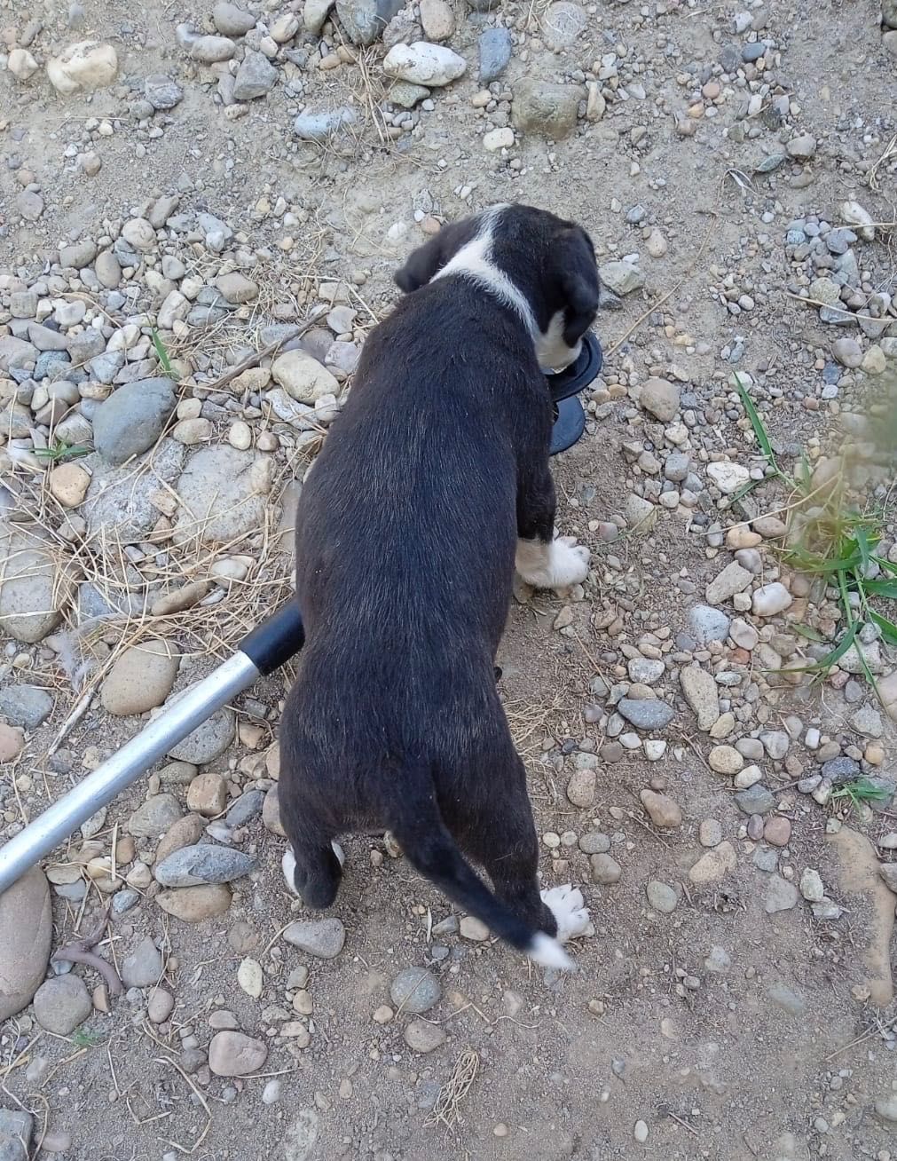 Catelusa iubitoare cauta familie adoptiva