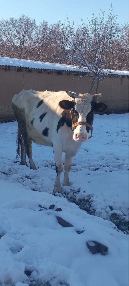 Молоко домашнее на продажу