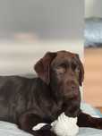 Labrador ciocolatiu pedigree