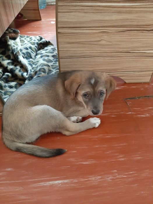 Отдам щенка мальчик 2 месяца