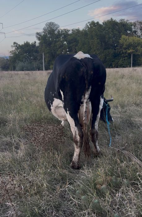 Vând vaca depusă sa fete