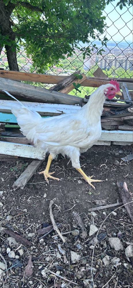 Петлета Leghorn 6 месеца