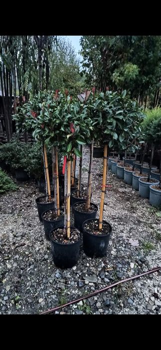 Vând plante ornametale spirale