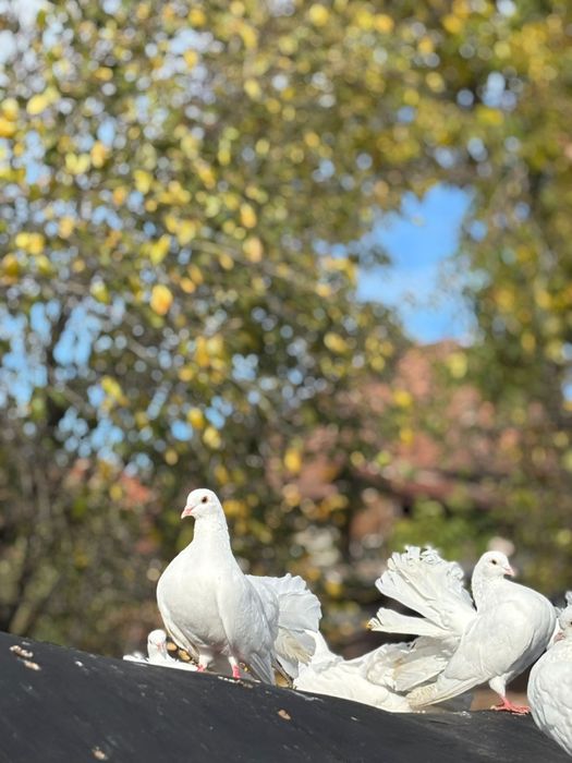Schimb porumbei înfoiati cu voiajori sau gutufani