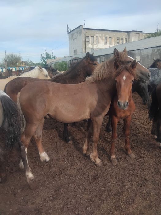 Продам лошадей с откорма ,молодняк .