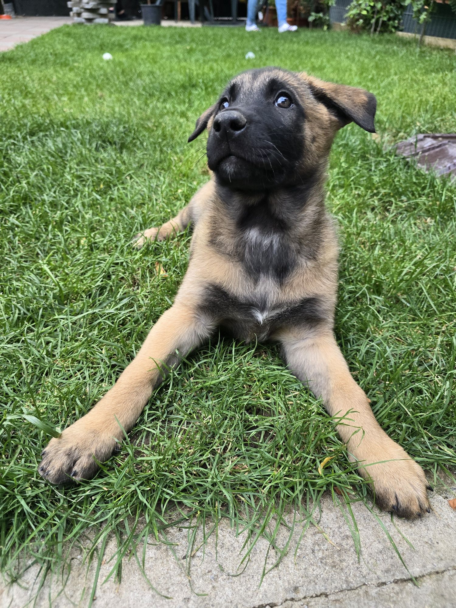 Femela pui ciobanesc belgian malinois