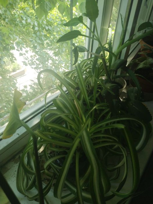 Хлорофитум, алое, каланхое, мята