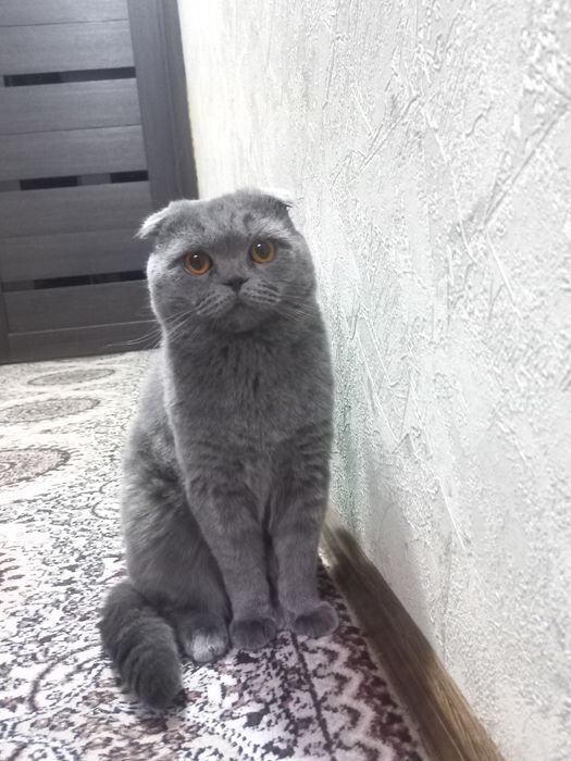 ВЯЗКА чистокровный фолд