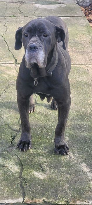 Продавам бибета Кане Корсо.