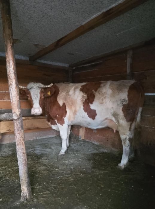 Vând vacă are 4 viței