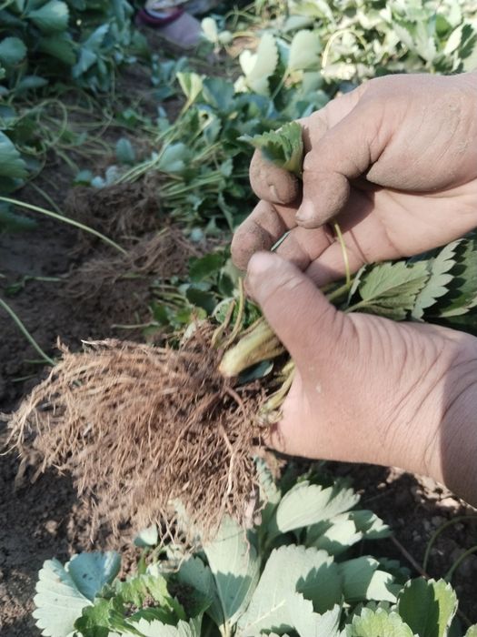 Alba , Kler koʻchatlari bor  kelishilgan narxlarda