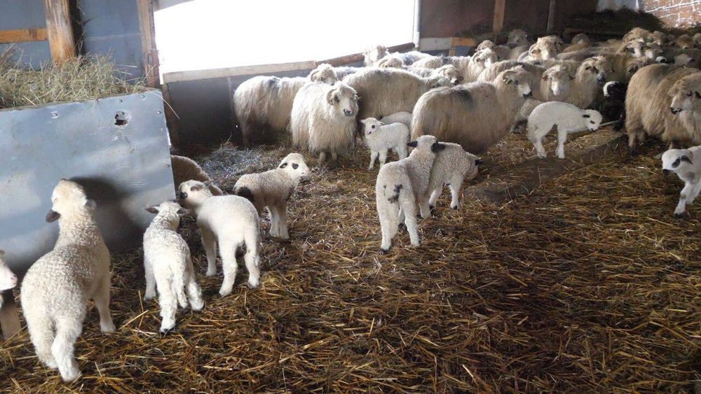 Miei de vanzare intre 3-6 luni