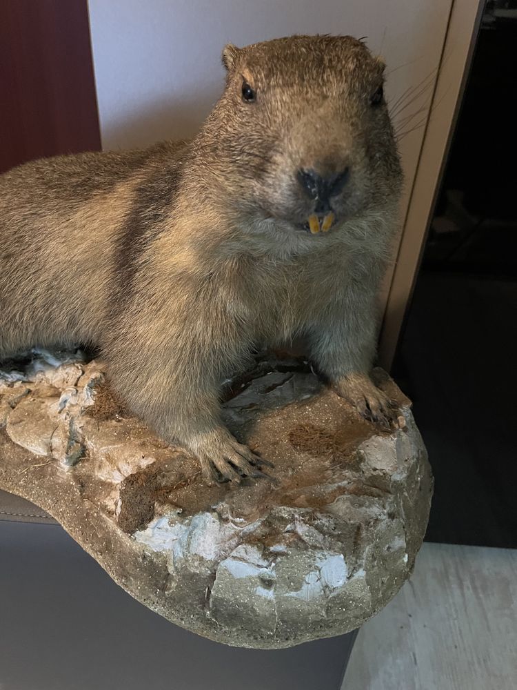 Marmota trofeu adult impaiata