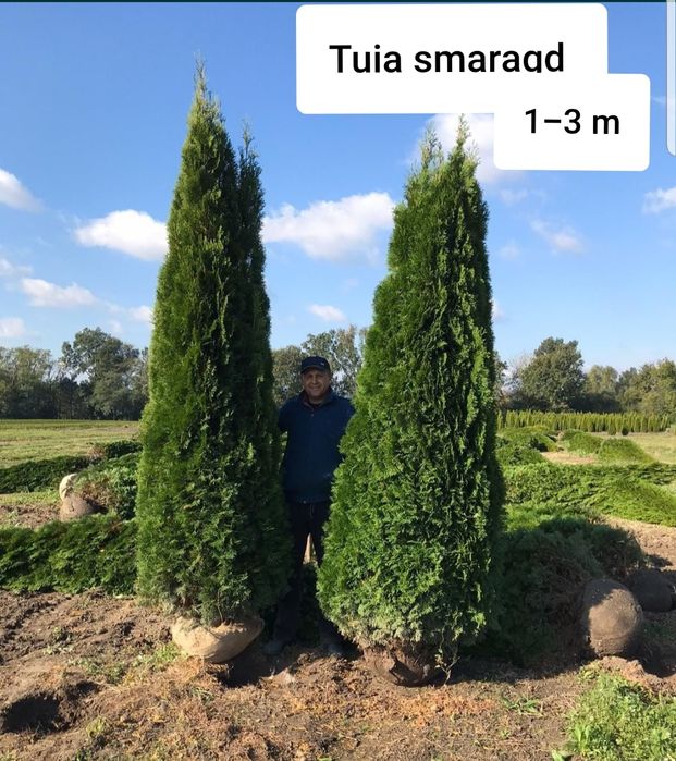 Tuia smaragd,columna