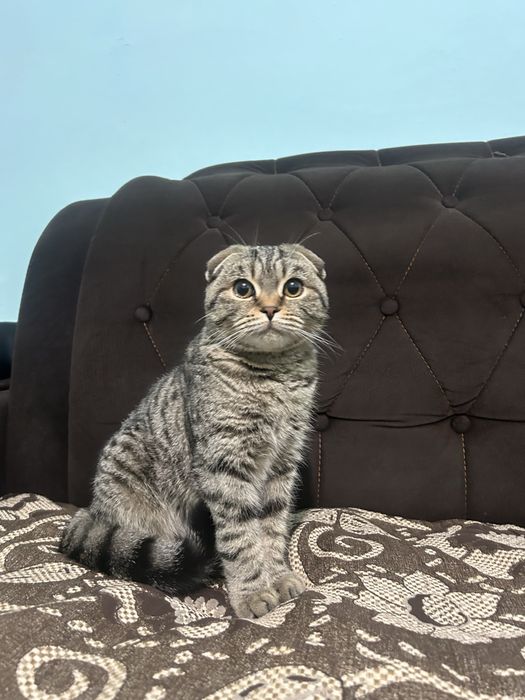 Вислоухий ГИГАНТ  шотландец