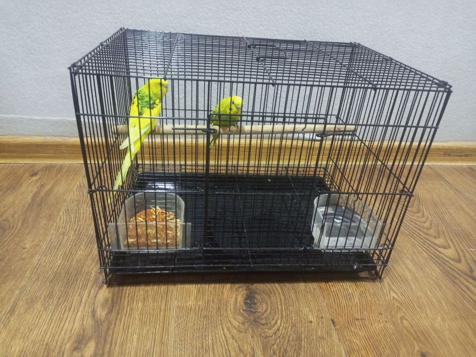 Продам волнистых попугаев в хорошие руки