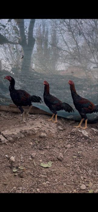 3 шөже сатылады Шамо+Кореец