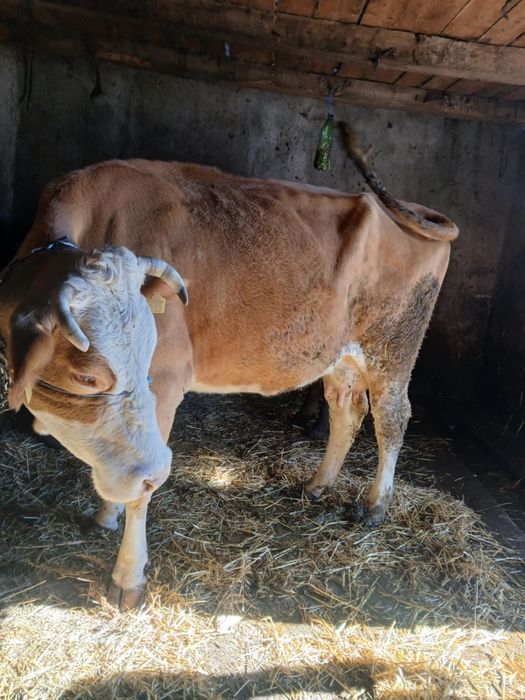Vând vaca de 7 ani gestanta de5luni jumate cu belgian