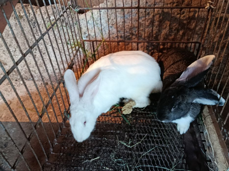 Quyonla srochna sotiladi
