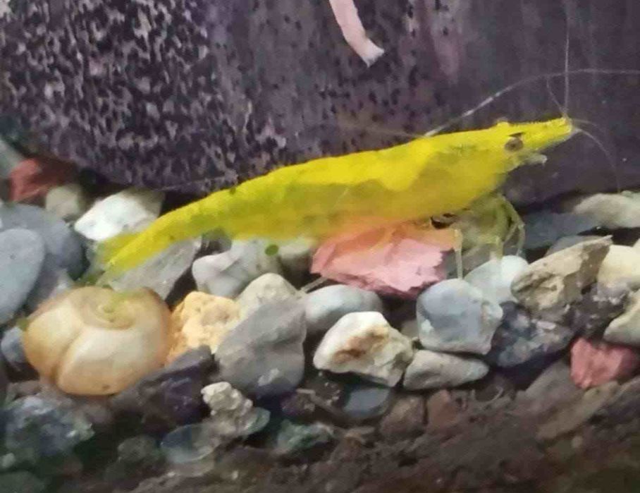 Krivetka sotiladi qizil limonniysi bor