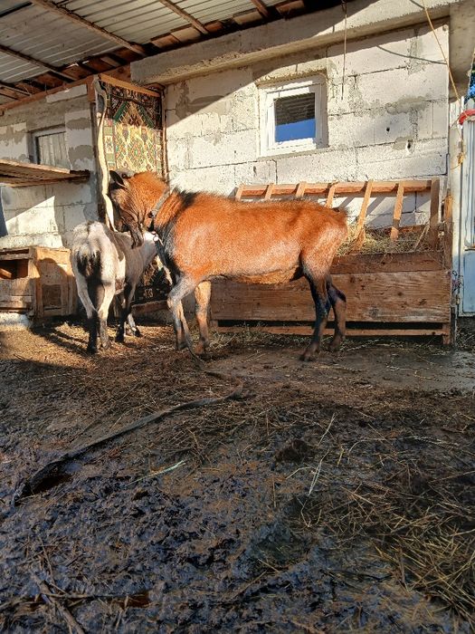 Vând țap alpin francez