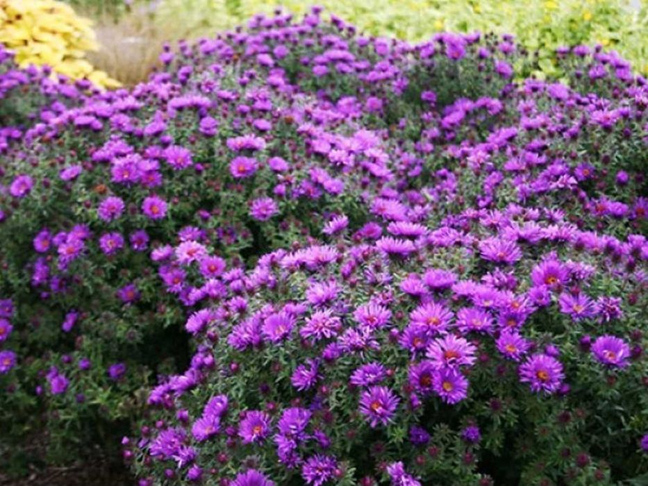 Градински цветя Астра Blue