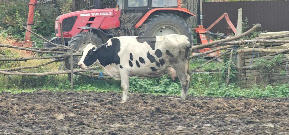 De vanzare 20 de vaci