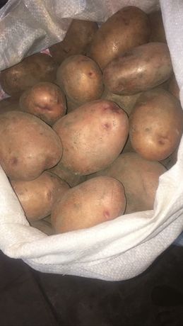 картофель домашний