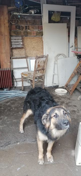 Продавам полуовчарско куче