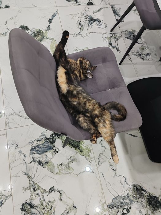 Отдадим кошку в хорошие рук