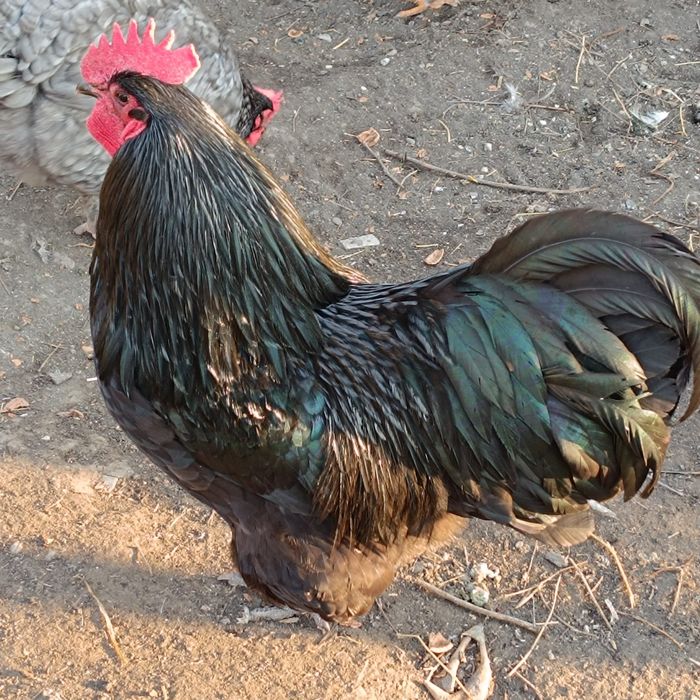 Vand familie de gaini Australorp,4+1