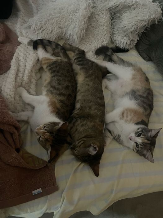 Pisicute spre adoptie
