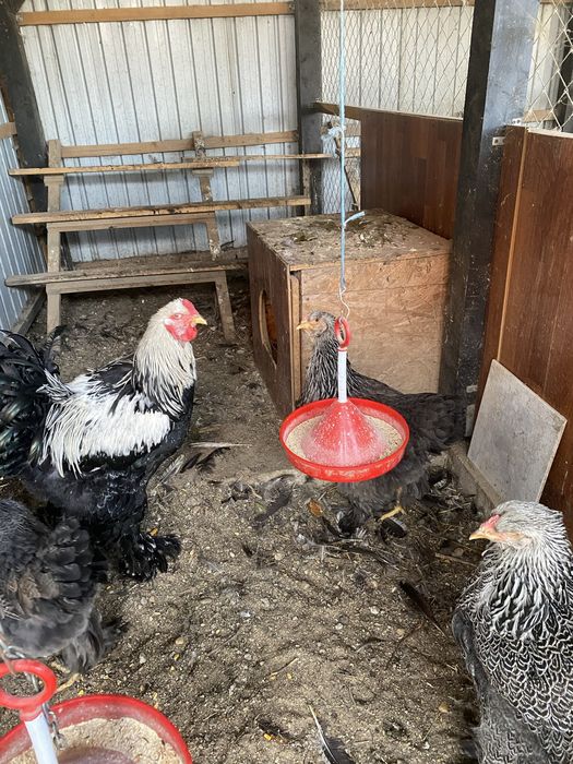 Familie Brahma Herminat inchis