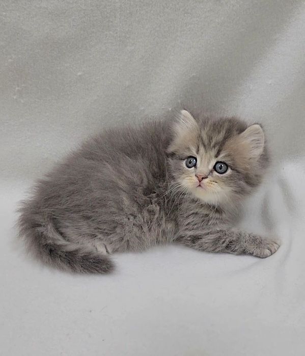 Мальчик скотиш страйт