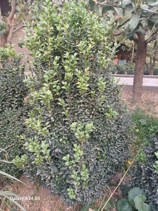 Шамшот Самшит сотилади