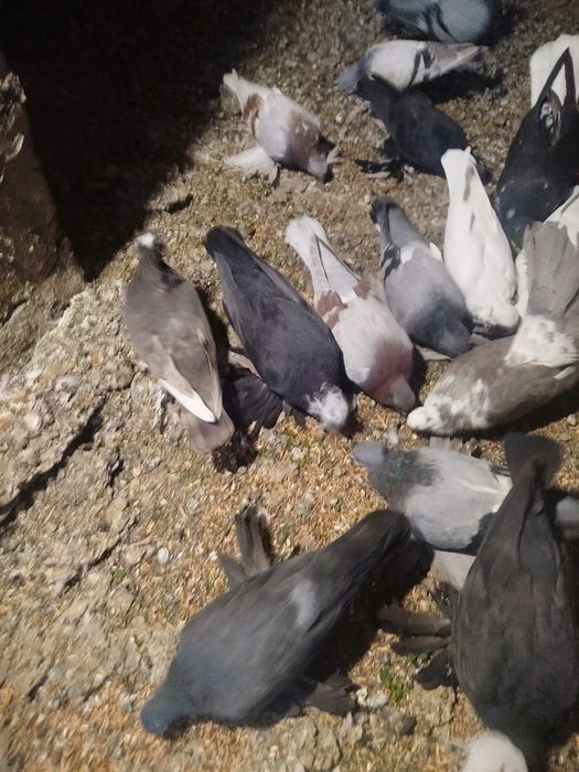 Продам голубе разных
