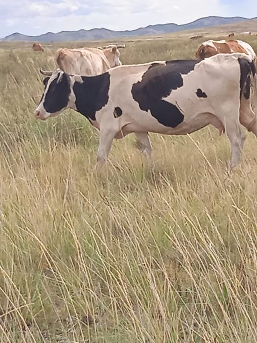 Животное продам корову