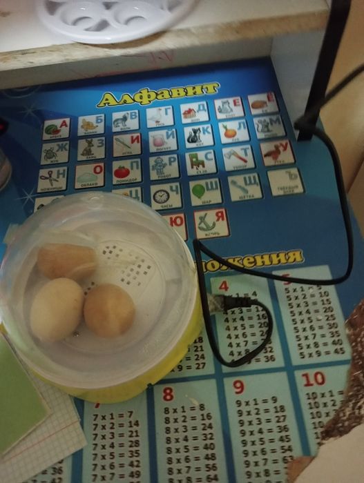 Inkubat sotiladi 7ta lik