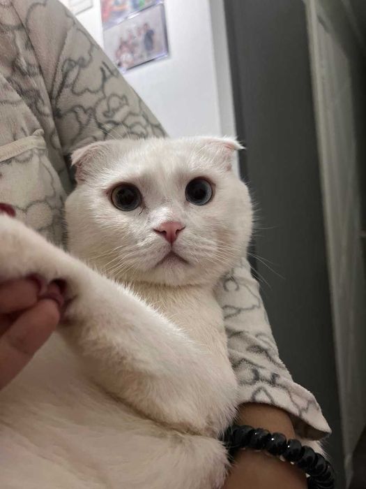 Отдам котика в добрые руки