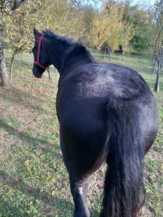 Vânzare cal foarte bine întreținut