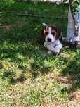 Puiuț beagle tricolor