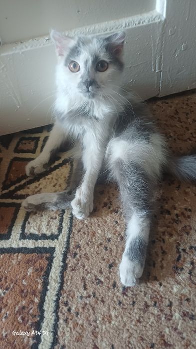 Отдам БЕСПЛАТНО котёнка в добрые руки