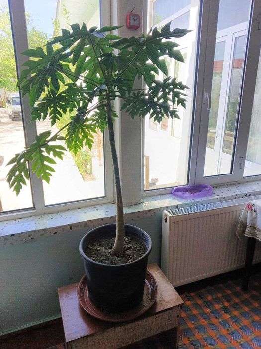 Папая (Нон дарахти, қовун дарахти) кучати сотилади. Papaya