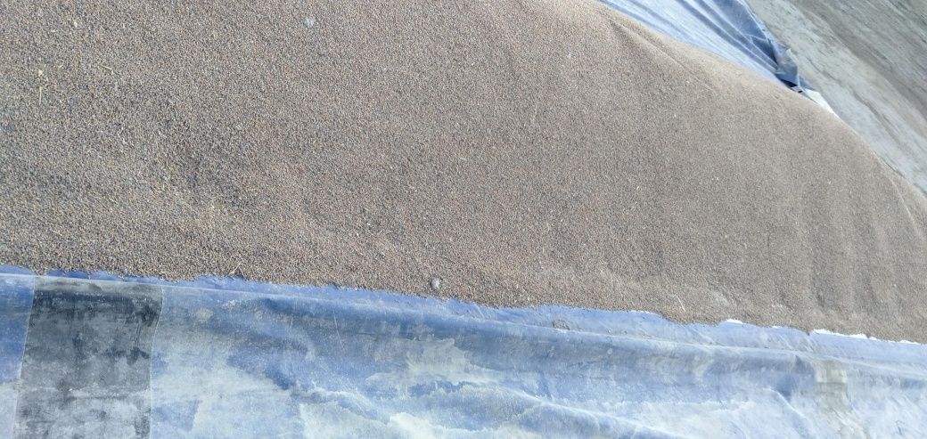 Продам зерно мешках 50 кг кормовой г Костанай срочно осталось 30 мешок