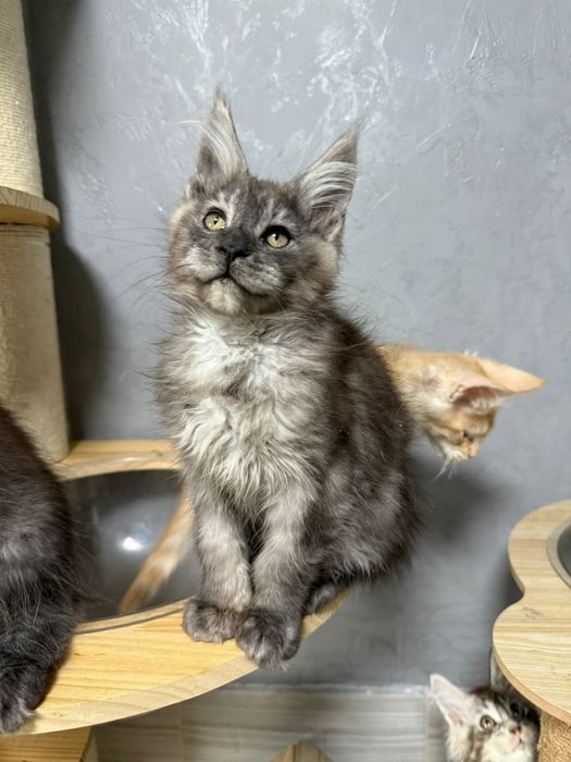 котята мейнкун из питомника