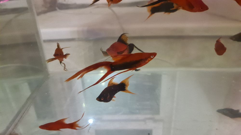 Продам гигантские вилочные меченосцы  дорого