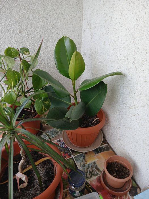Ficus elastica stare perfecta